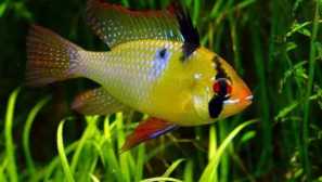 Apistogram bolivian butterfly