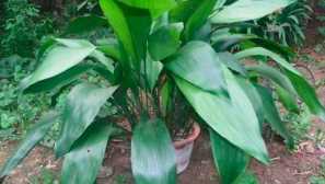 Aspidistra