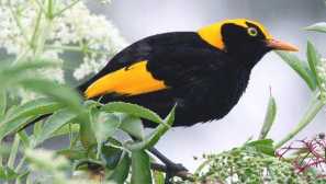 Australský zlatý shalashnik