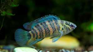 Badis badis, badis chameleon, hameleon fish (badis badis): obsah, popis.