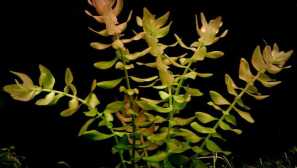 Buckop carolinskaya popis obsah reprodukce fotografií