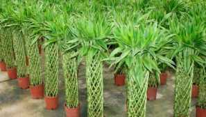 Bambusová dekorativní