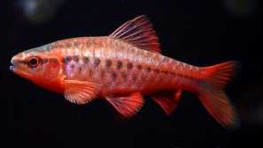 Barbus cherry: obsah, chov, kompatibilita, krmení, fotografie, popis