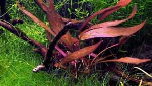 Barclaya dlouhý olej obsah reprodukce fotografie popis.