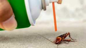 Bary z švábů aplikace populární sprej doma