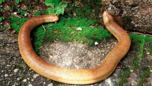 Bílá amphisbena, nebo ibizhar