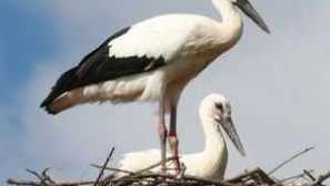 Čáp bílý: popis ptáka, kde žije a co je jídlo