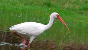 Bílý ibis