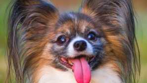 Postarej se o svůj mimimimetr: 8 nejjemnější skály malých psů