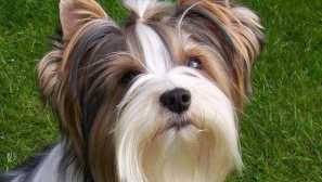 Beaver york: doporučení obsahu psů