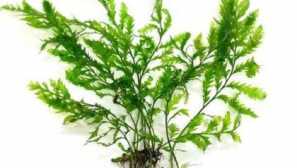 Bulbitis haming obsah reprodukce osvětlení fotografie.