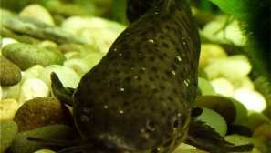 Nemoci akvária somics: manka, bílé skvrny