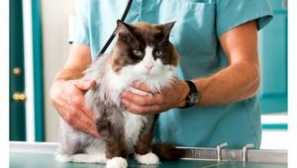 Nemoci koček: hlavní symptomy a léčba, odmítnutí potravy