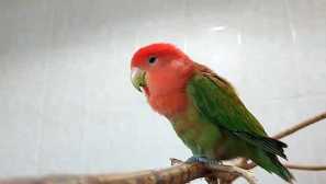 Nemoci papoušků lubovnikov: symptomy a léčba