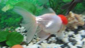 Onemocnění zlatých ryb: exteriérové ​​značky a léčba, fotografie, symptomy