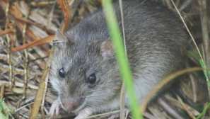 Bažina rýže hamsman