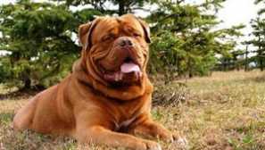 Bordeaux pes: plemeno popis, péče a fotografie