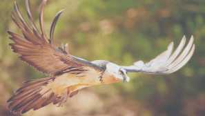 Vousatý nebo jehněčí