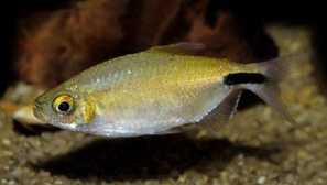 Brianinus dlouhý slovanský nebo kongo diamond, brianinus nurze.