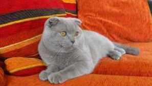 British fold cat a fold britská koťata, britové