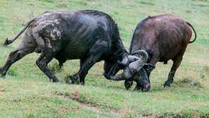 Buffolský africký