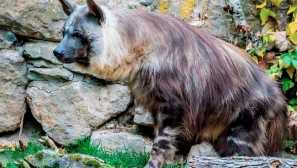 Buray hyena nebo pobřežní hyena