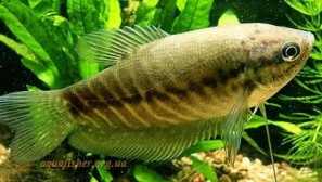 Brown gourats: obsah, reprodukce, popis, kompatibilita, krmení, fotografie