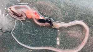 Omezení ve tvaru láhve