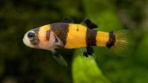 Bull bee brachygobius xantozona v akváriu