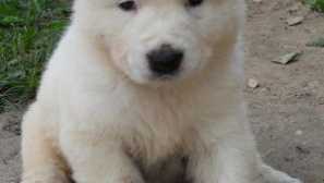 Cena štěňátek alala na moderním trhu a jejich fotkách