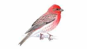 Lentilovititsa co pták, kde žije pták čočky