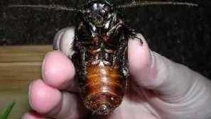 Co je nebezpečný americký šváb