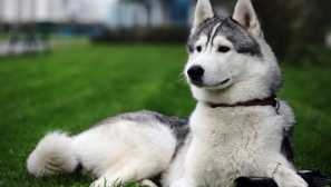 Jaký je rozdíl mezi husky z rádia: podobné podobné, ale stále odlišná plemena psů