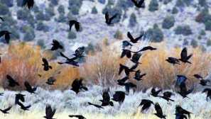 Jaký je rozdíl mezi vrány, rhoki, čtyřiceti a daws