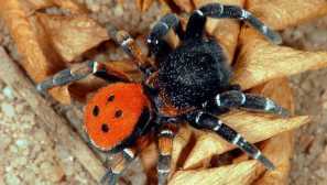 Černý tollhead nebo černý erezus