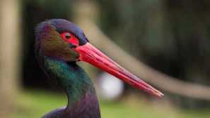 Černý čáp romantický pták červené knihy