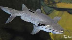 Černá bagrus - som perezverts: obsah a péče