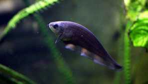 Černý xenomista - neobvyklé ryby