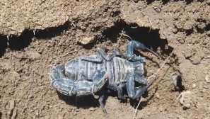 Černý tlustý scorpion