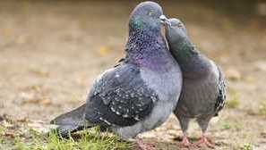 Co je jíst holuby v divoké zvěře a doma
