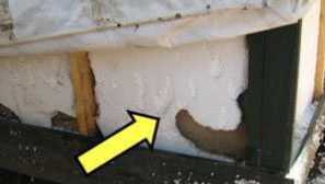 Co krysy jedí doma a volně žijící zvířata