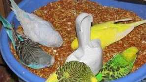 Co papoušek jíst? Jaký krmivo, zelenina a aditiva dát papoušku