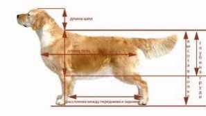 Co je to kohoutky psa, pro které je potřeba a kde se nachází?