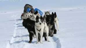 Chukotka jízda - správný společník chukchi a eskimos