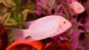 Cikhlasoma flamingo: obsah a péče