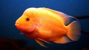 Cychlasome citron citron nebo cychlasoma