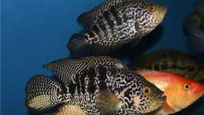 Tsichlasoma managuansaya