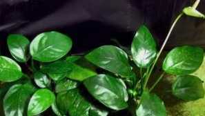 Budova anabie v akváriu