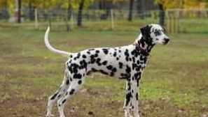 Dalmatin - popis popis, péče o štěňátko a dressur