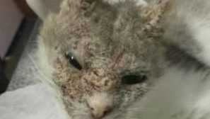 Demodecosis z kočky: léčba, symptomy